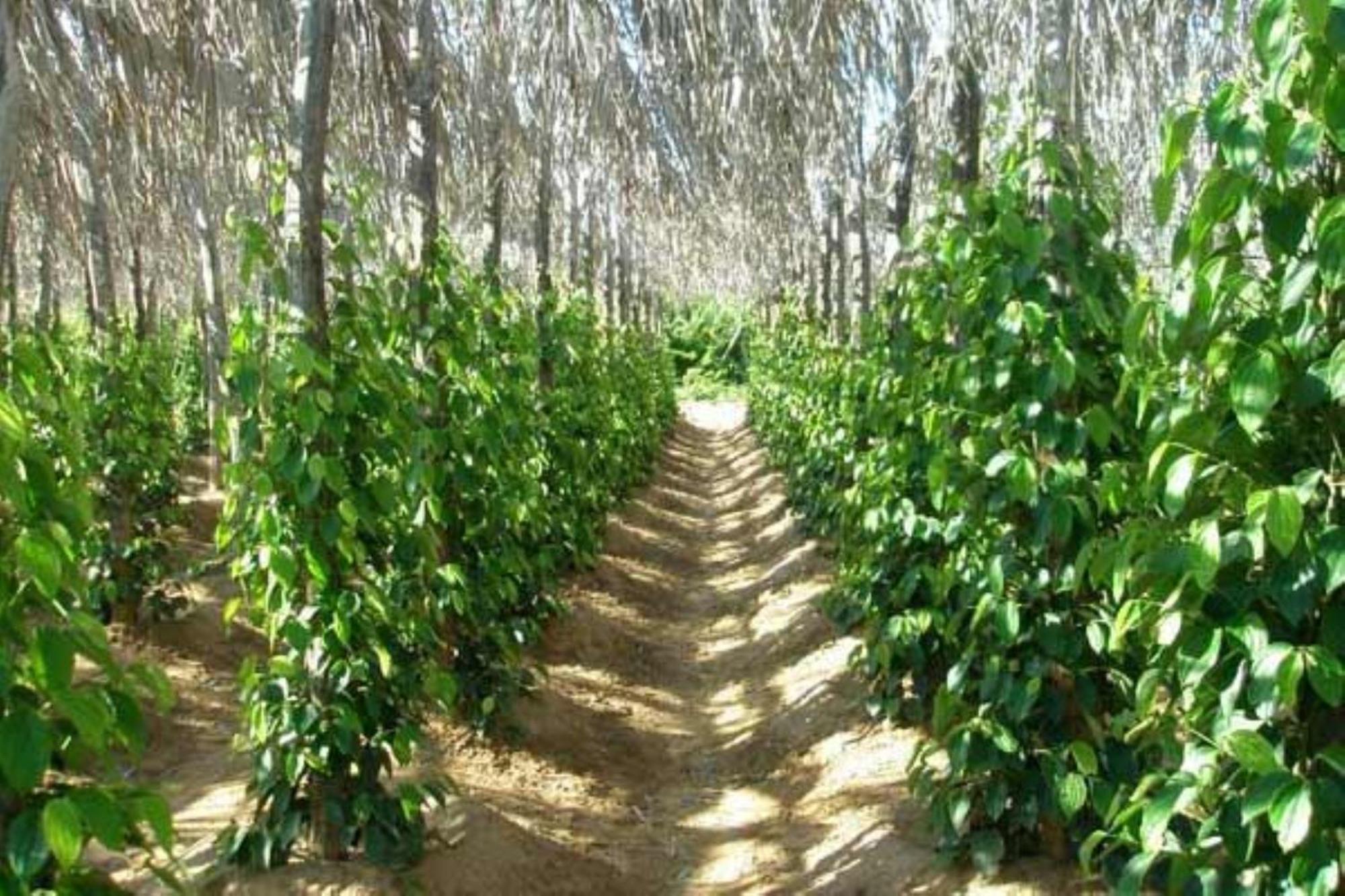 מלון קפ Vine Retreat מראה חיצוני תמונה